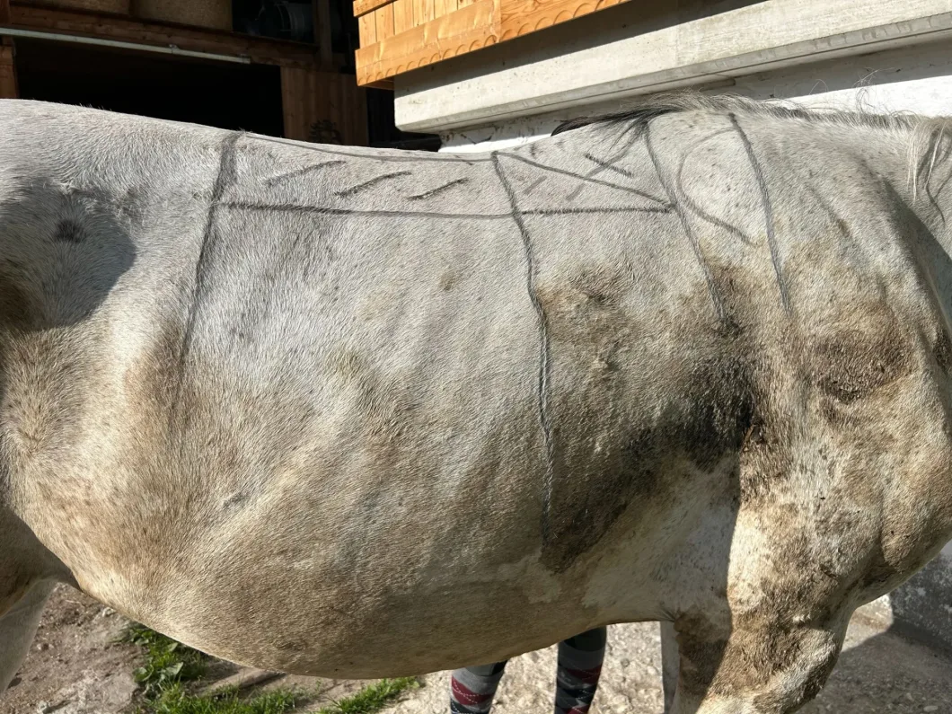 Pferd mit markierten Linien auf dem Fell zur Anpassung der Sattelposition.